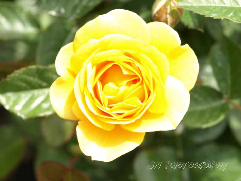 Yelow rose