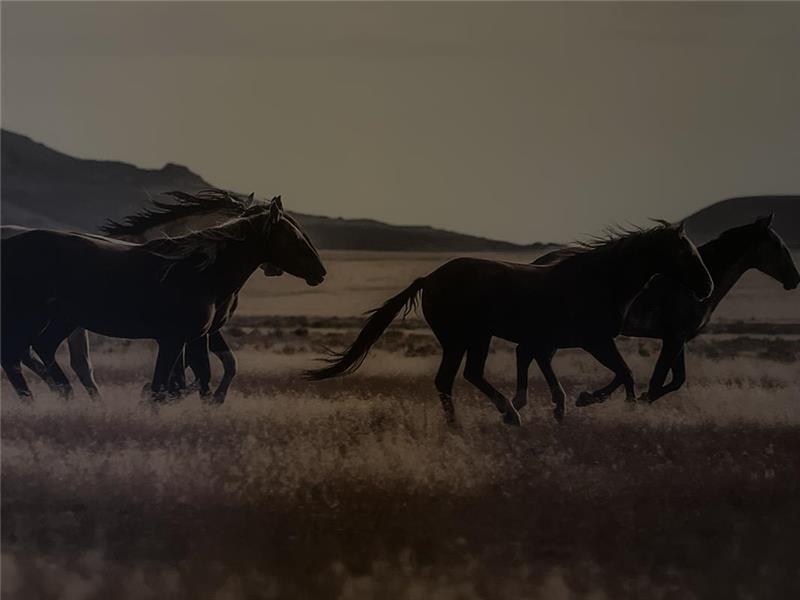 Horses